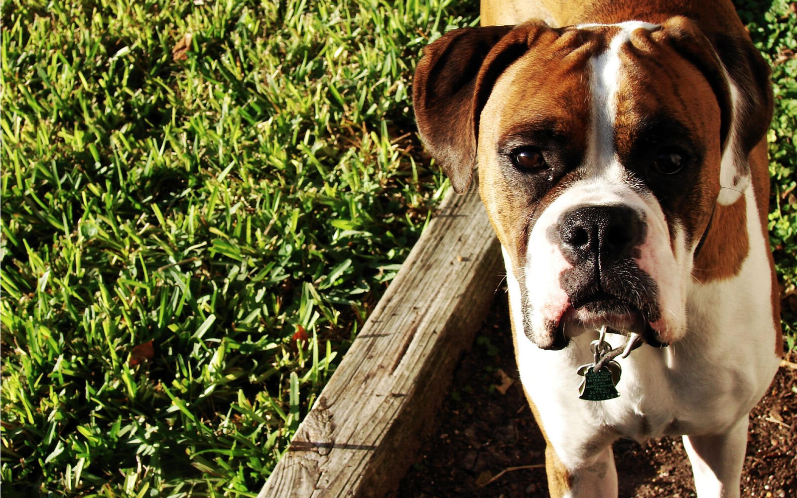 Wallpapers boxer dog puppy on the desktop