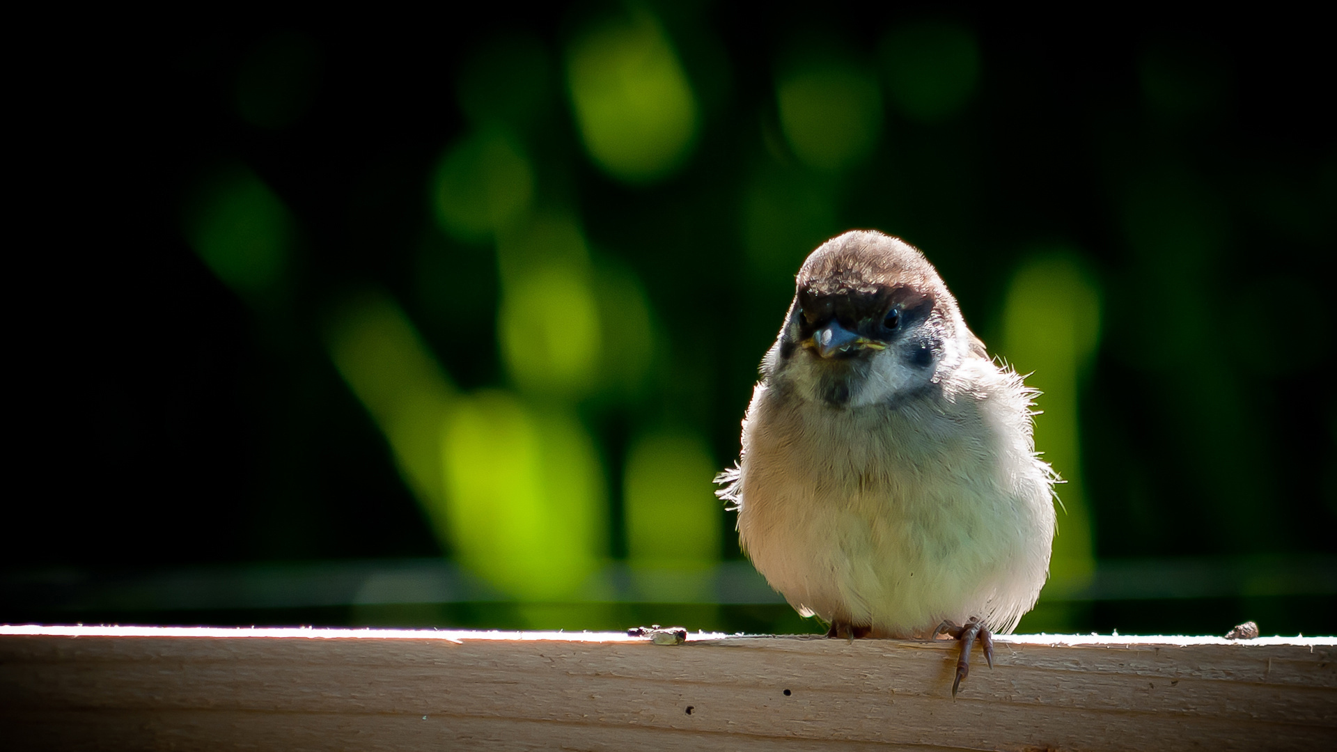 Фото бесплатно птица, птенец, ограда