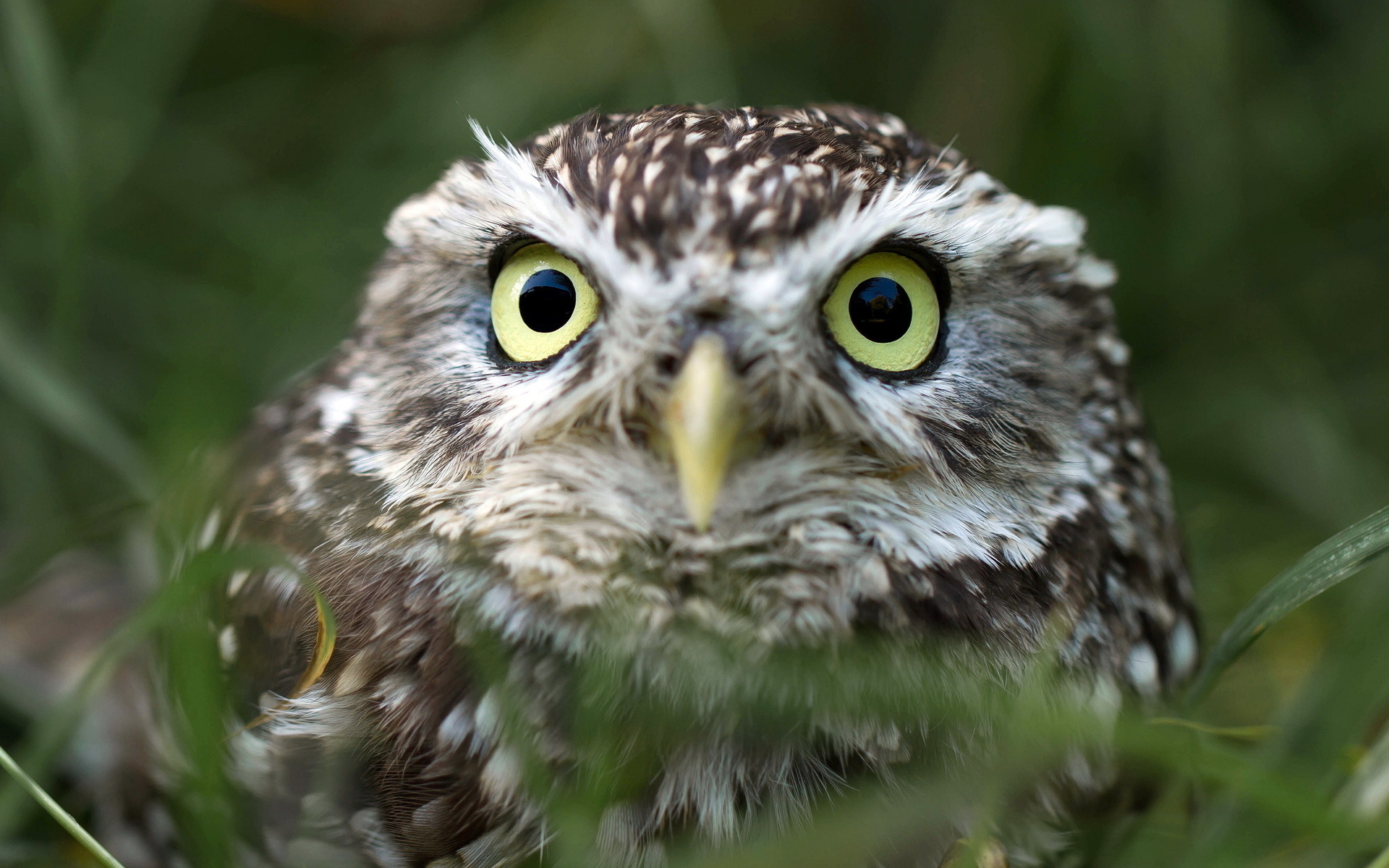 Photo free owl, eyes, feathers