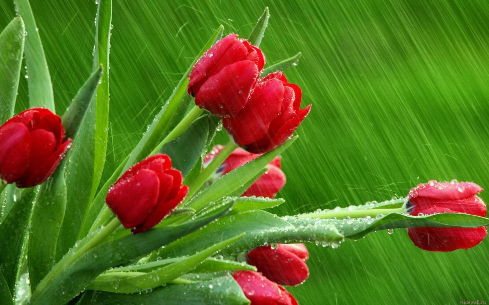 Обои цветы красный дождь на рабочий стол
