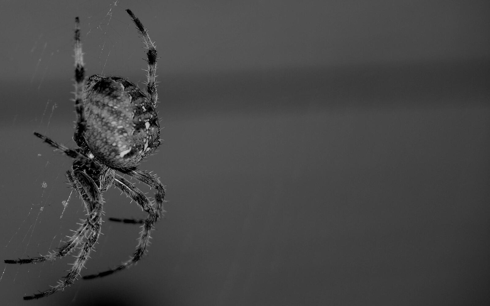 Обои тhe spider паук черно-белый на рабочий стол