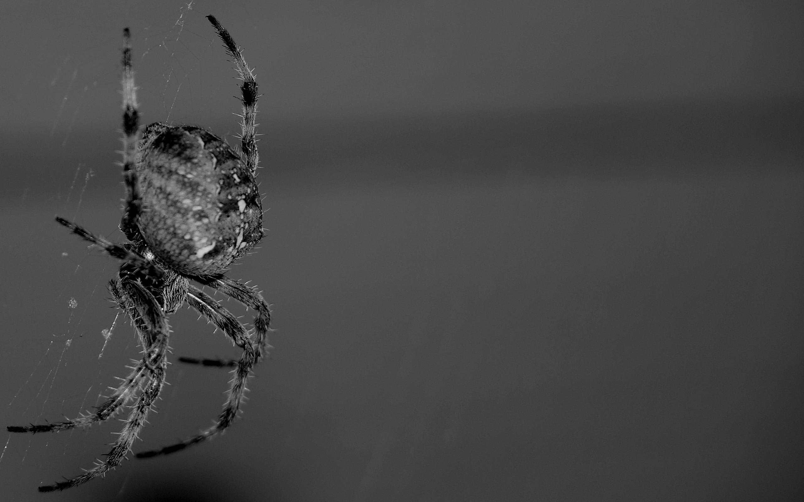 Фото бесплатно тhe spider, паук, черно-белый
