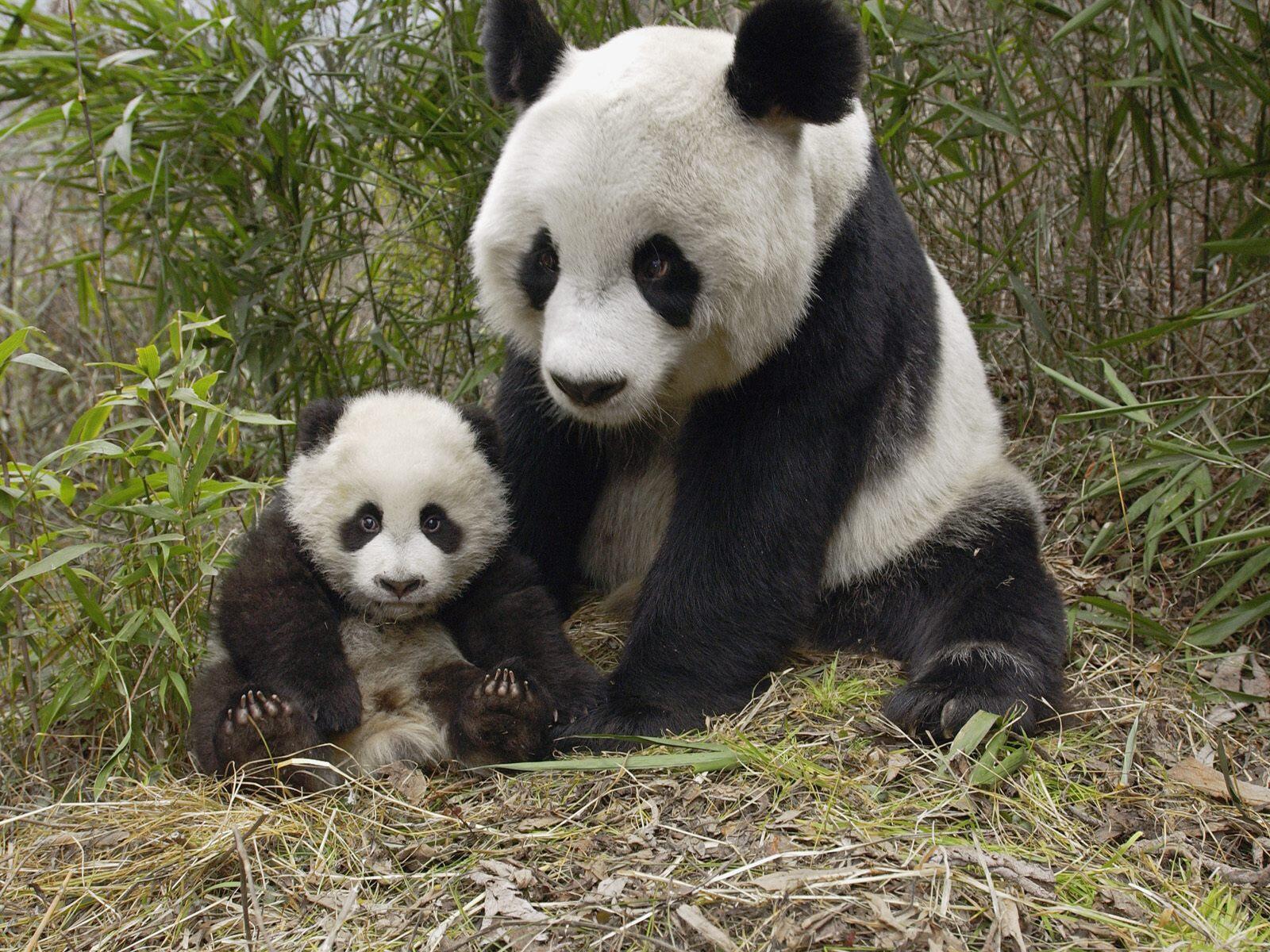 Обои панда природа трава на рабочий стол
