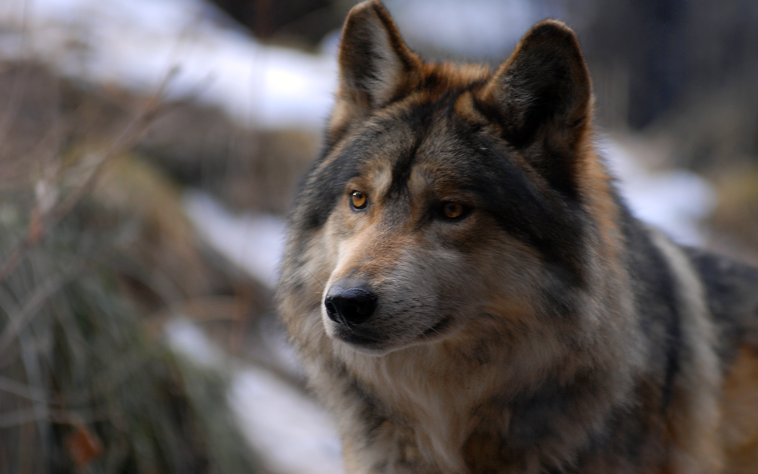 Фото бесплатно волк, взгляд, морда