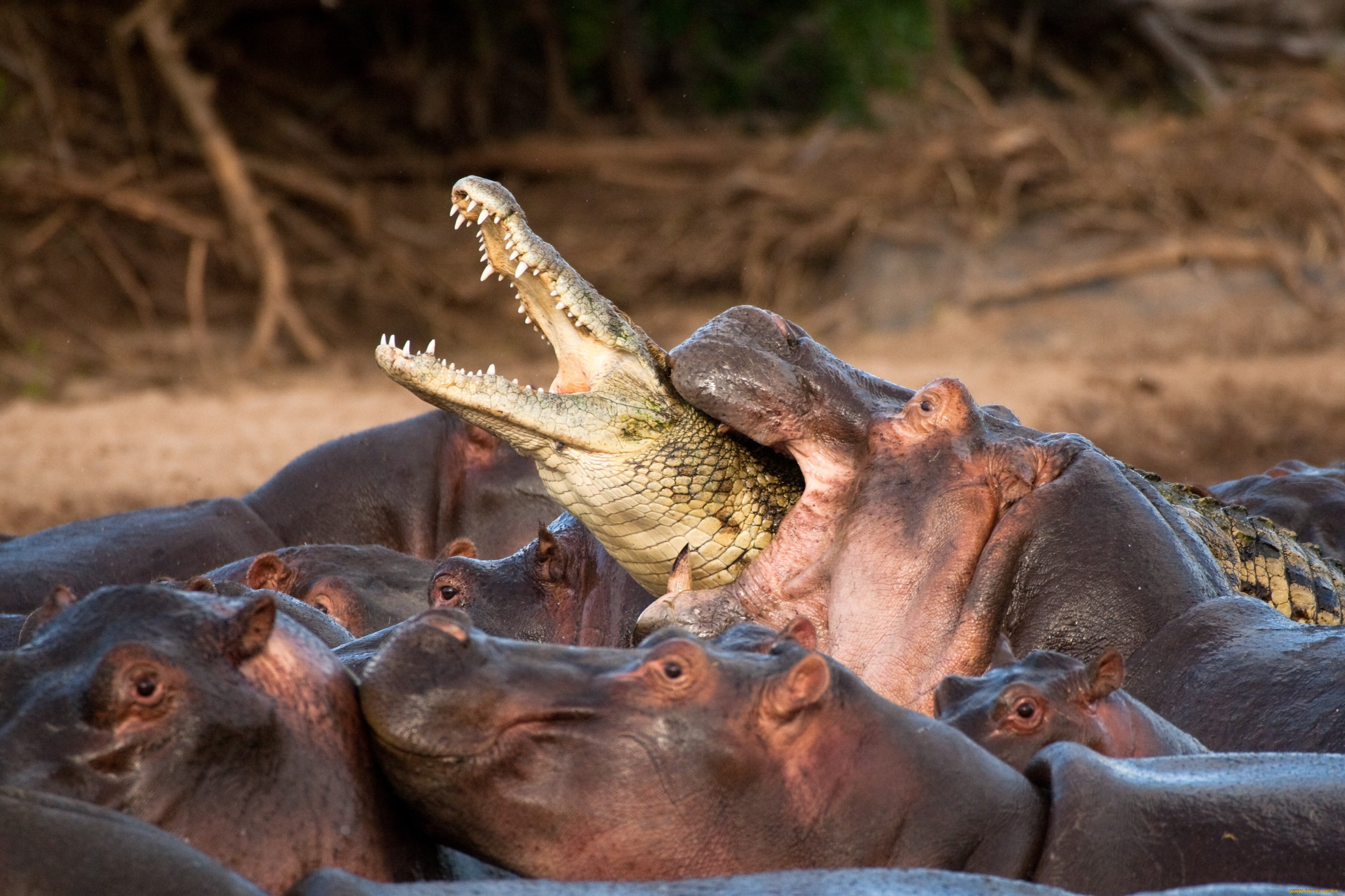Wallpapers africa crocodile hippopotamus on the desktop