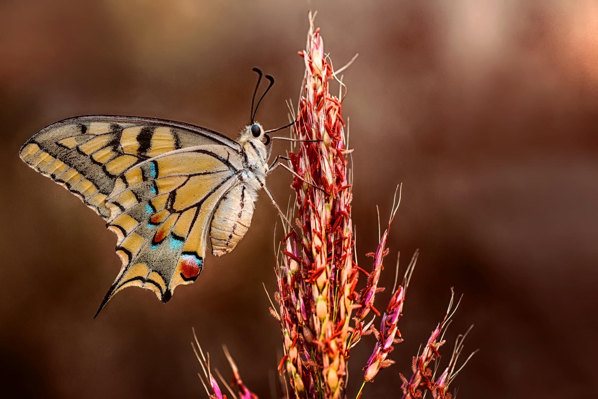 Фото бесплатно насекомые, крылья бабочки, макро