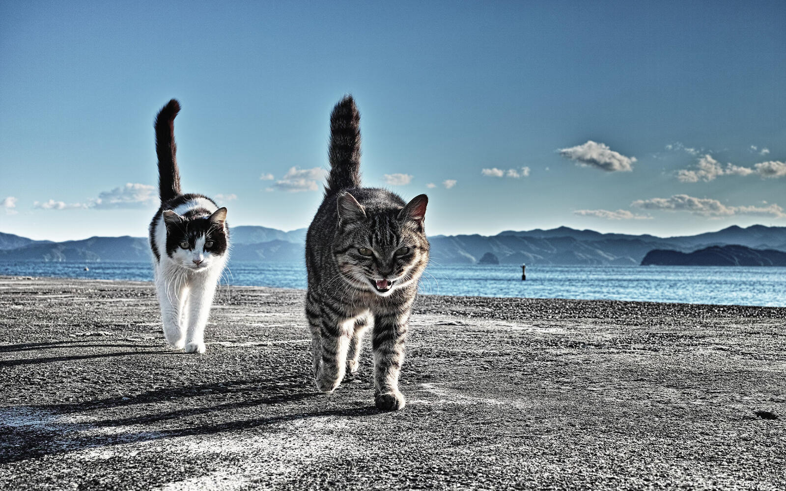 Wallpapers two cat gait on the desktop