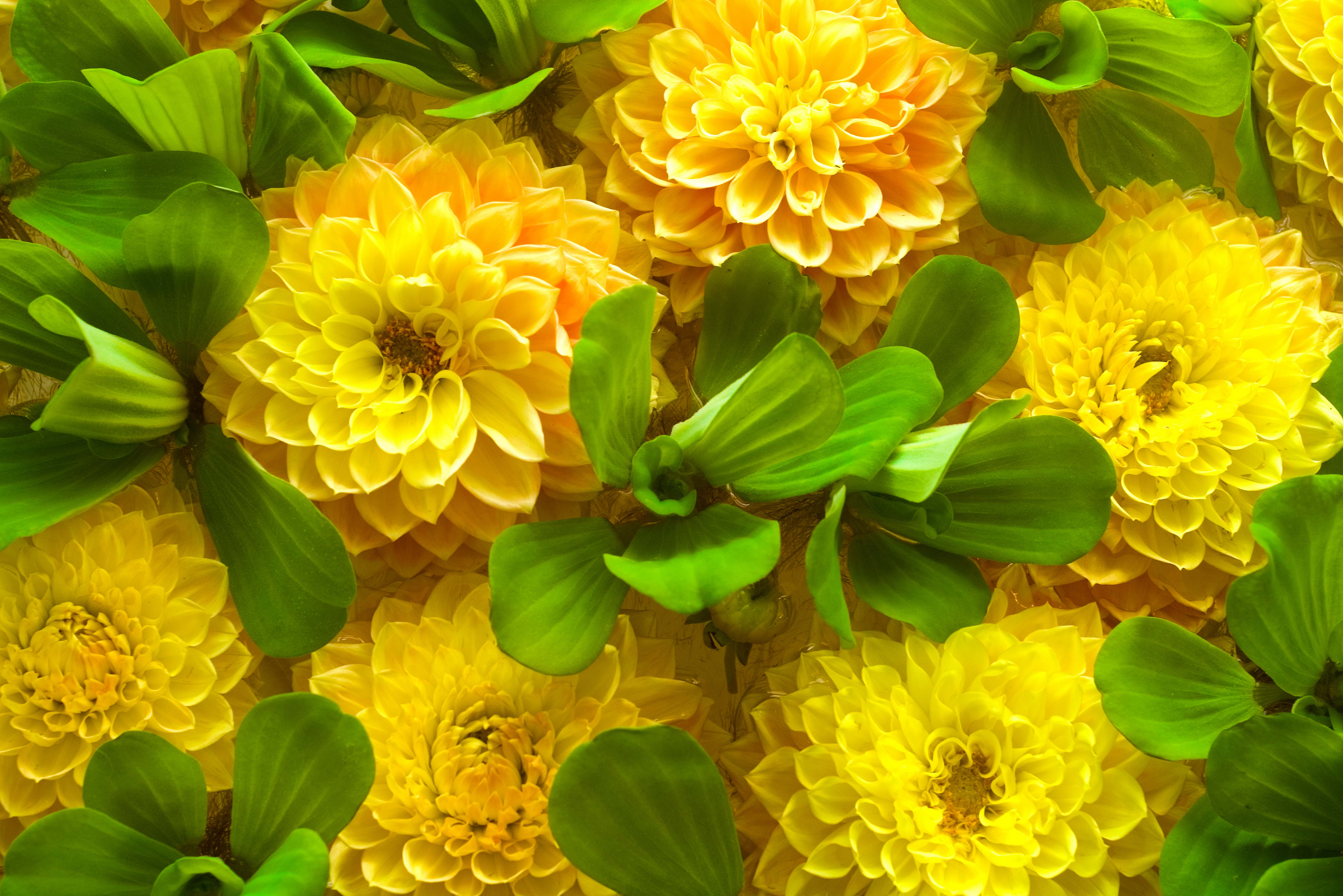 Обои хризантемы цветы желтые на рабочий стол
