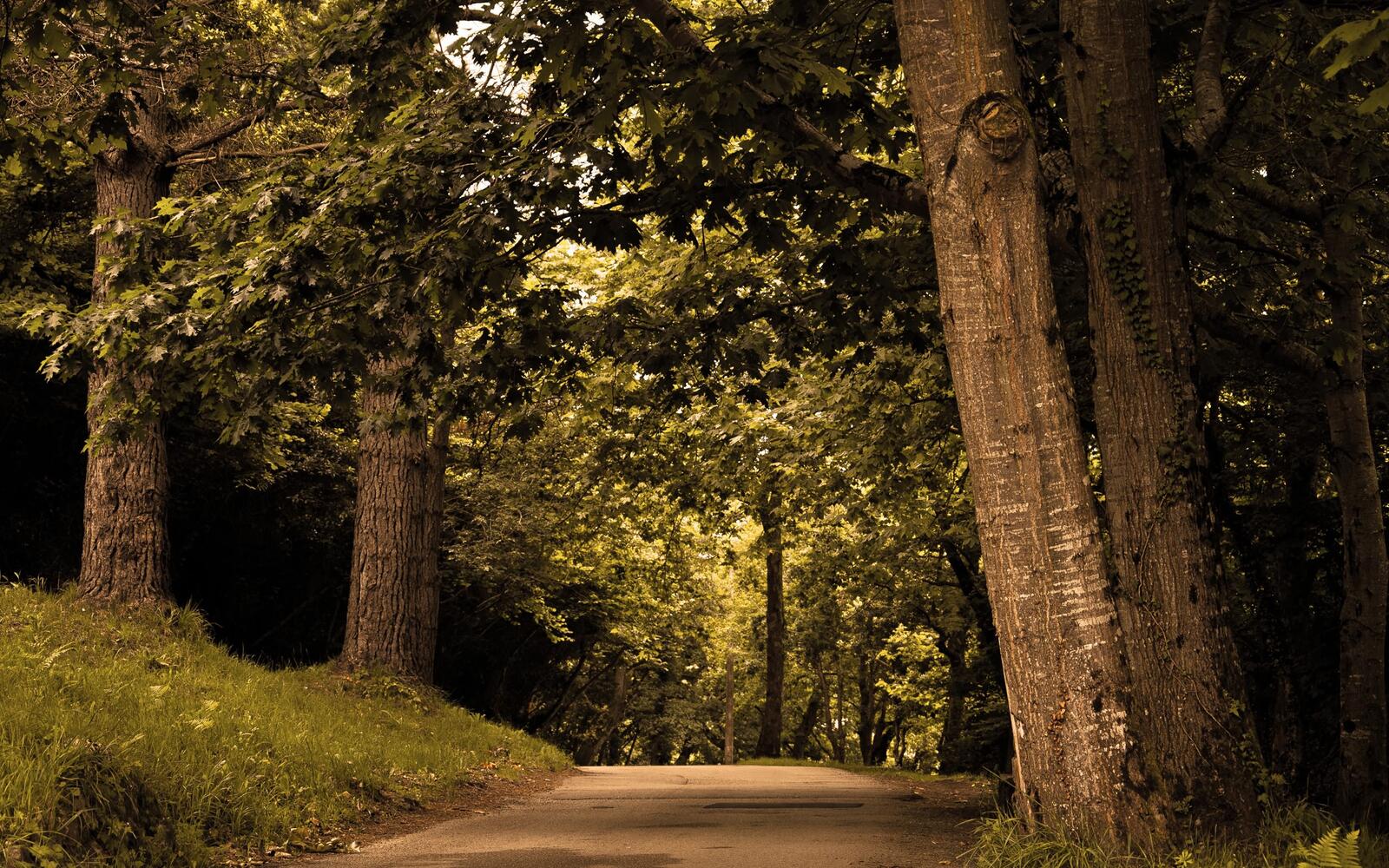 Wallpapers Trees road nature on the desktop