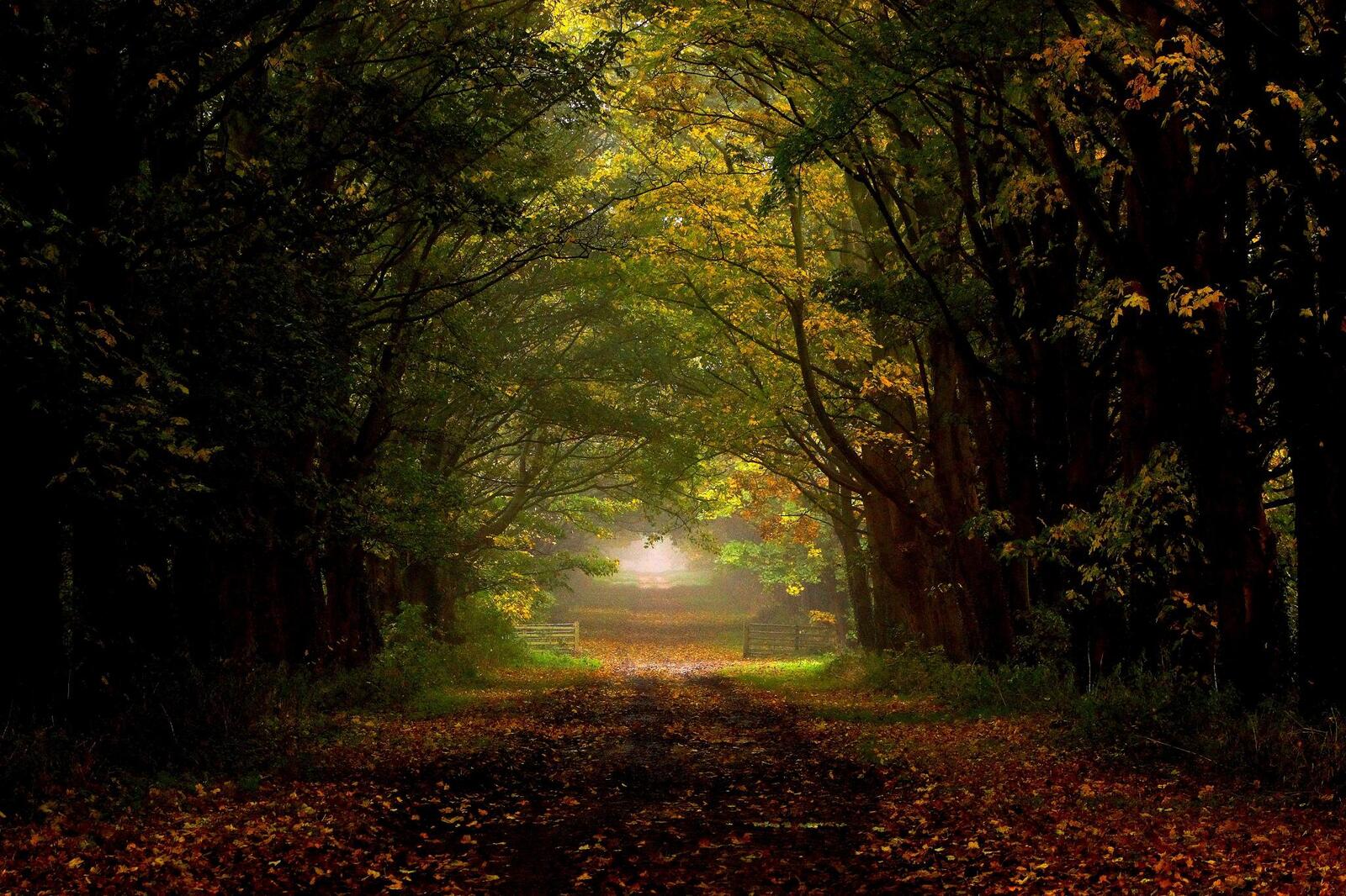 Wallpapers landscapes road in the forest forest path on the desktop