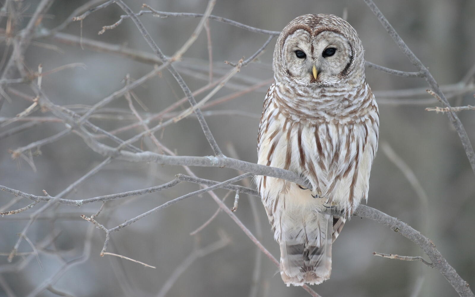 Free photo A white owl sits on a leafless branch