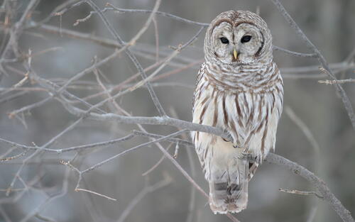 A white owl sits on a leafless branch