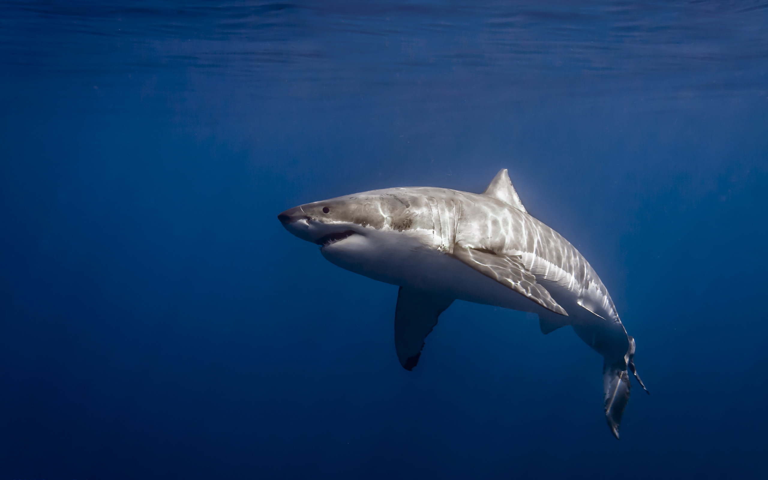 Photo free shark, predator, ocean