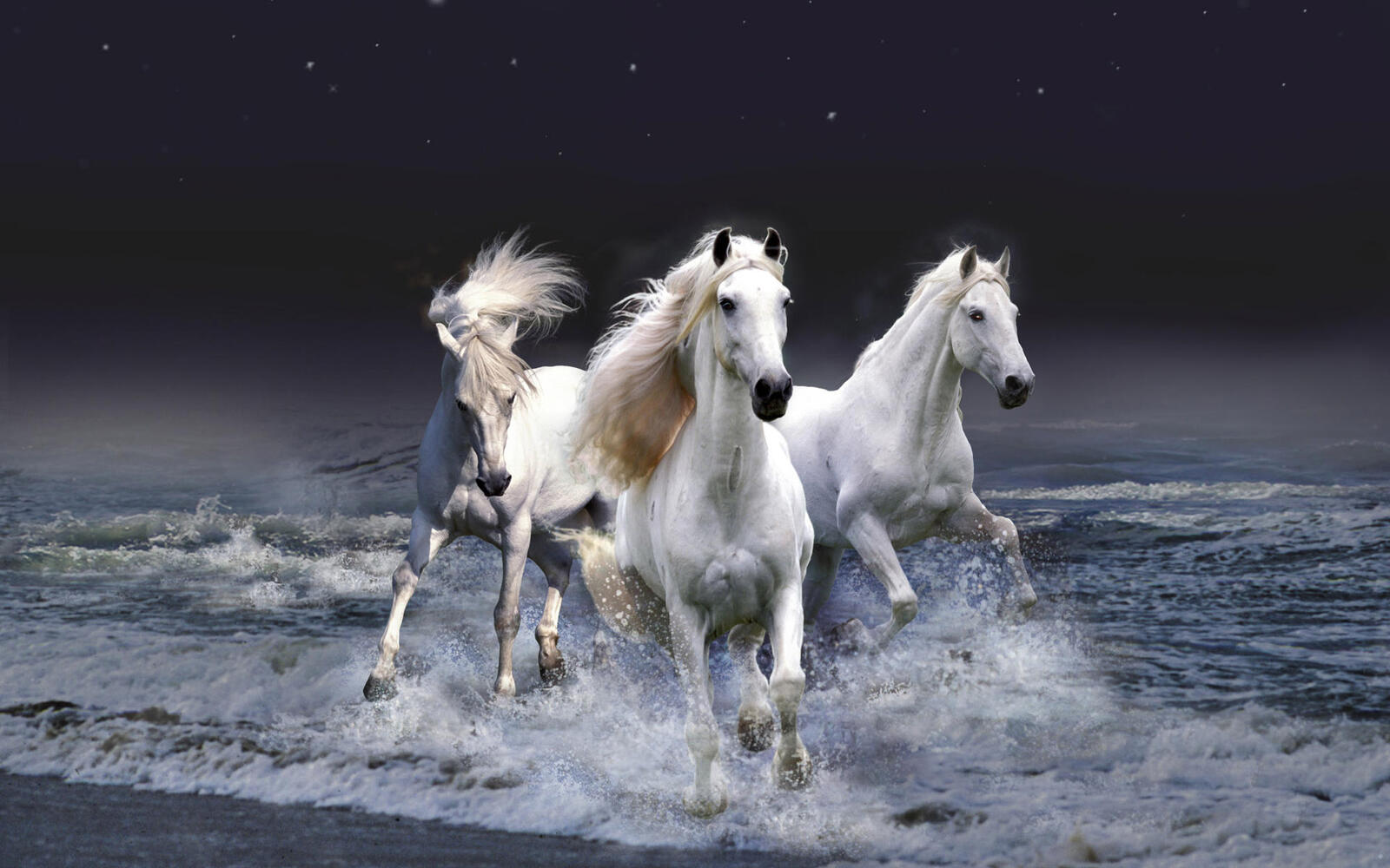 Wallpapers horses white triple on the desktop