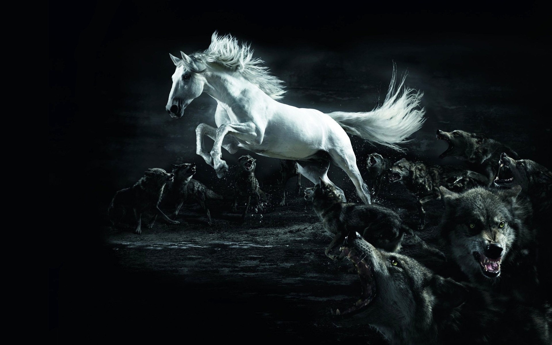 Фото бесплатно обои, конь, белый