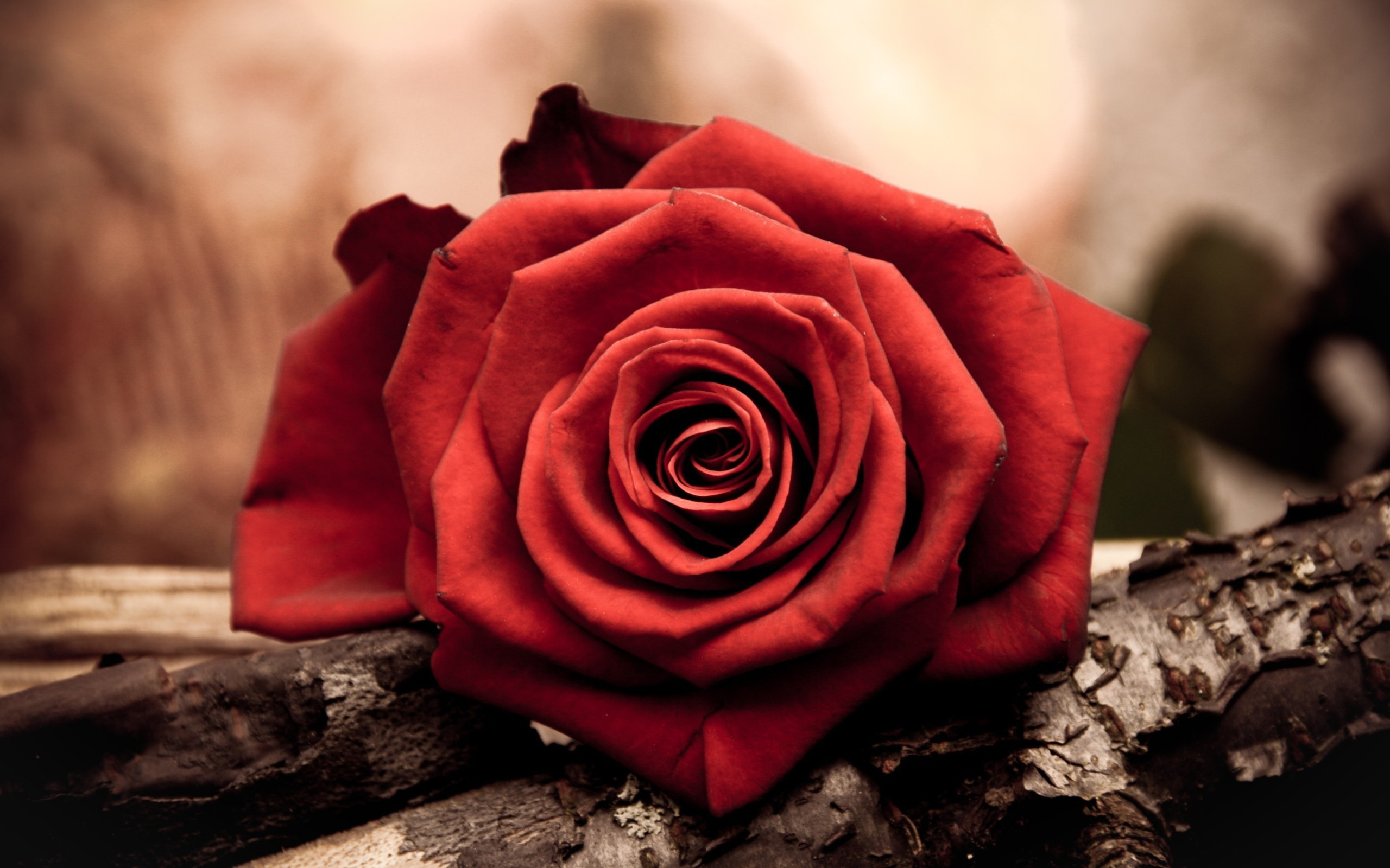 Обои роза красная ветки на рабочий стол
