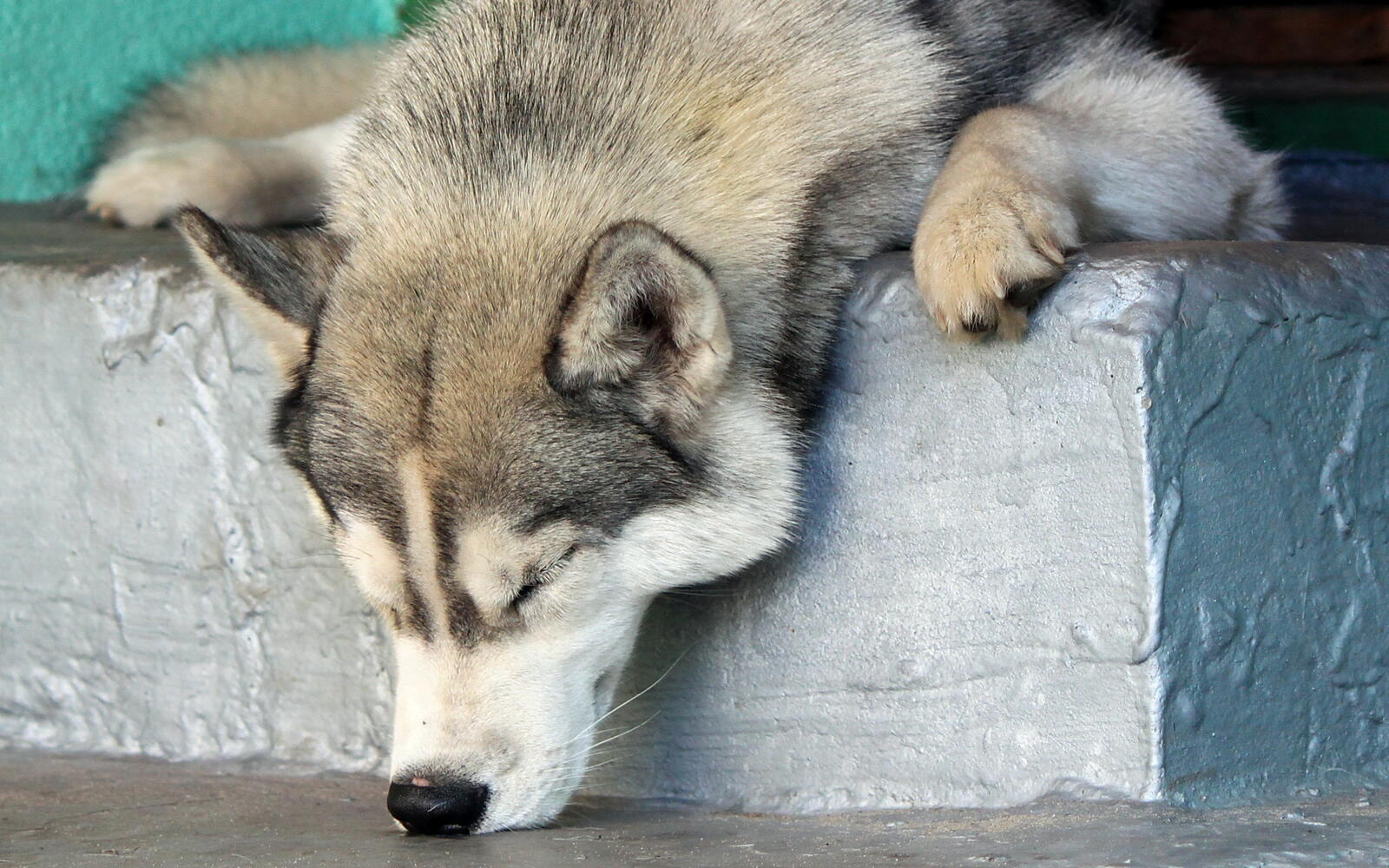 Wallpapers wolf sleep paws on the desktop