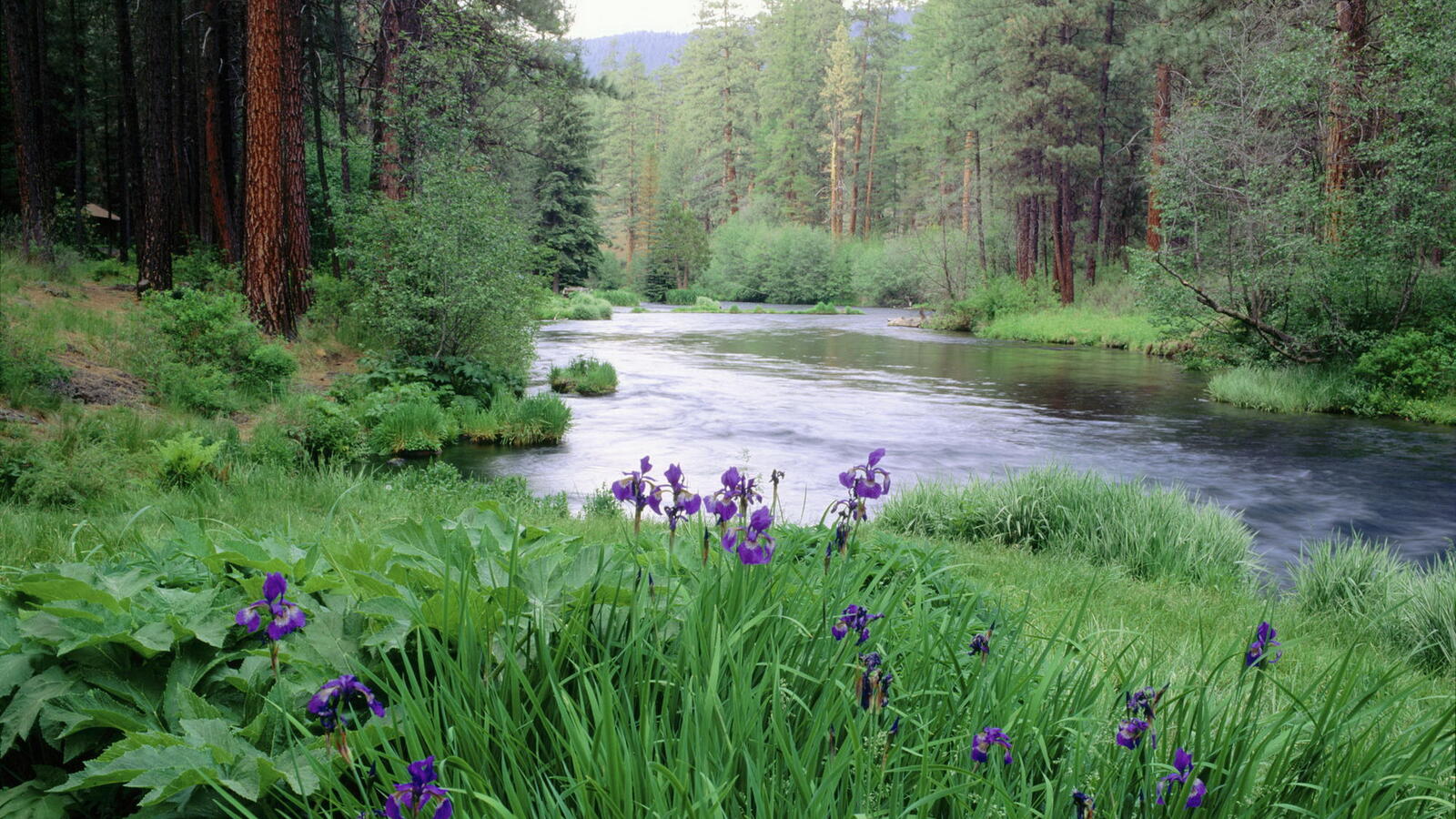 Бесплатное фото Вид на реку с лужайки с фиолетовыми цветами