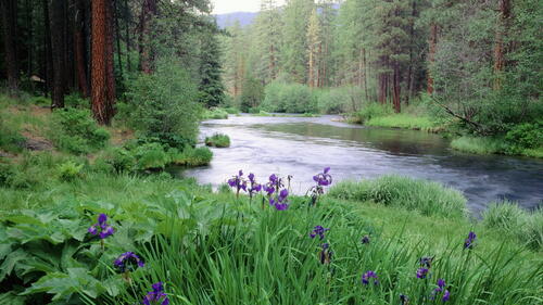 A view of the river from the lawn with purple flowers