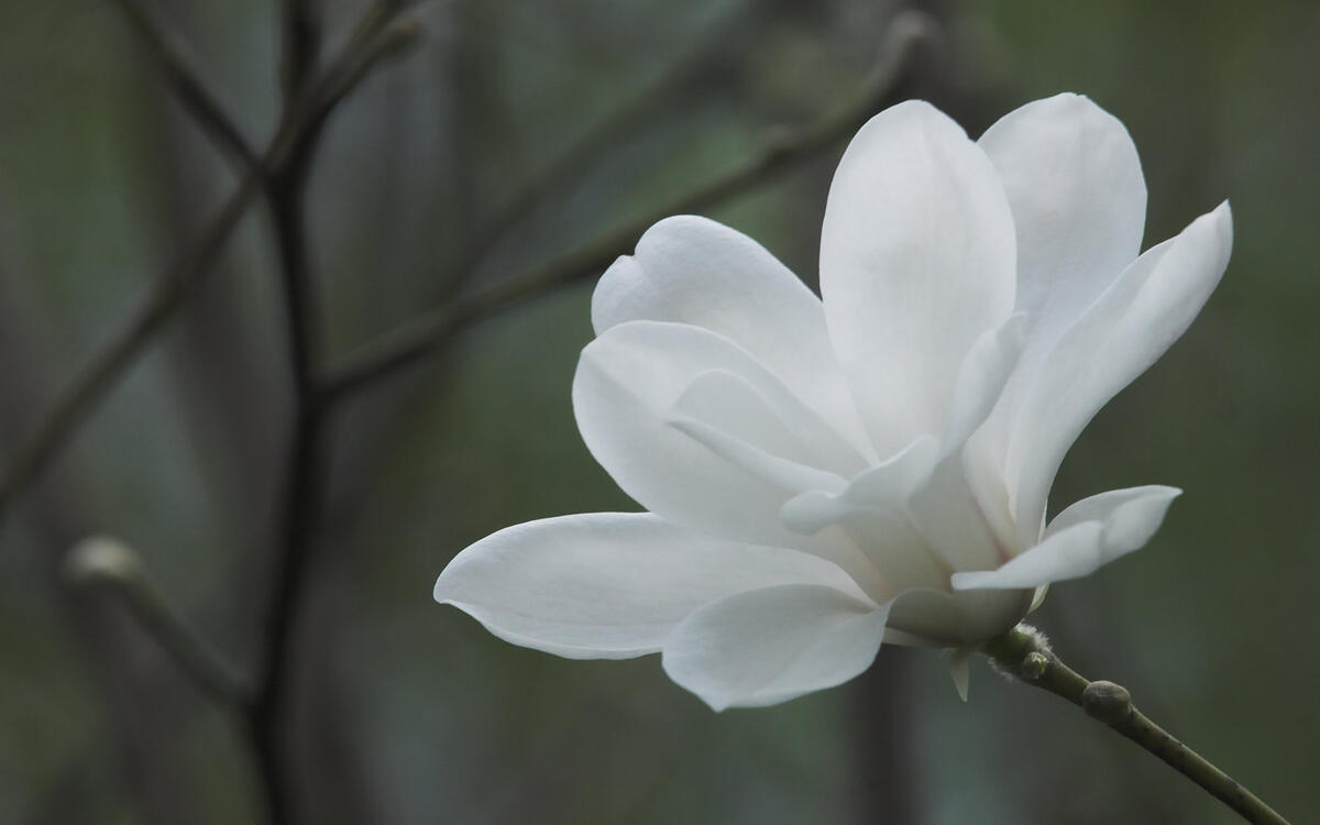 Маленький цветок с белыми лепестками