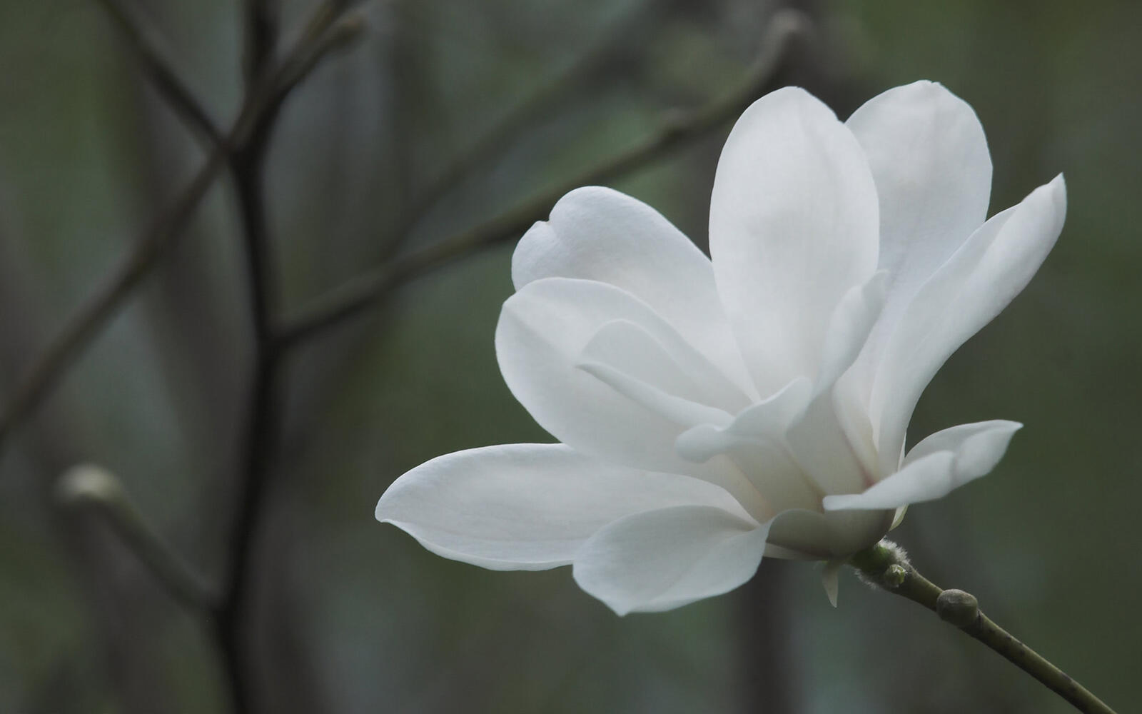 Бесплатное фото Маленький цветок с белыми лепестками