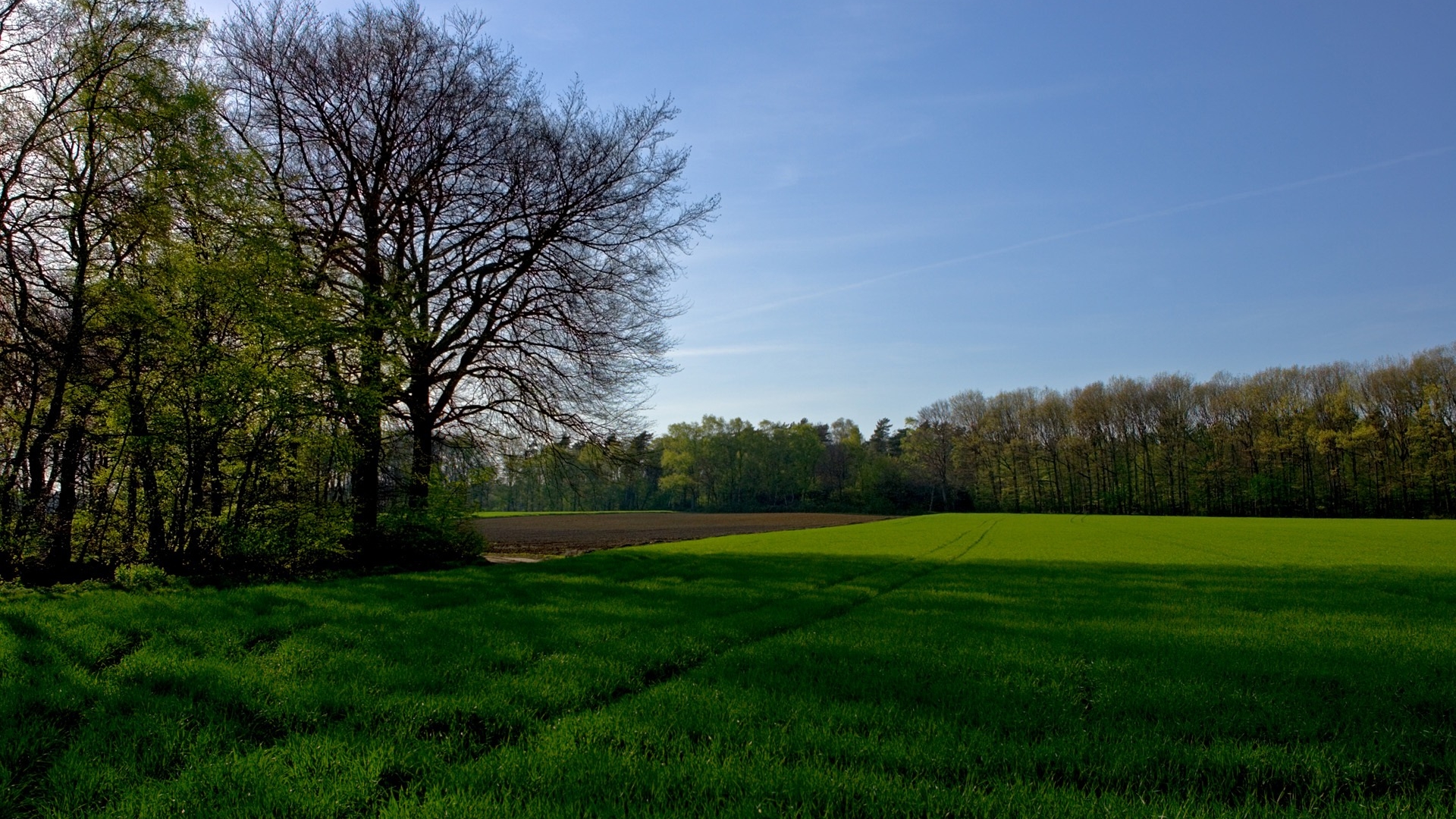 Фото бесплатно поле, трава, зеленый