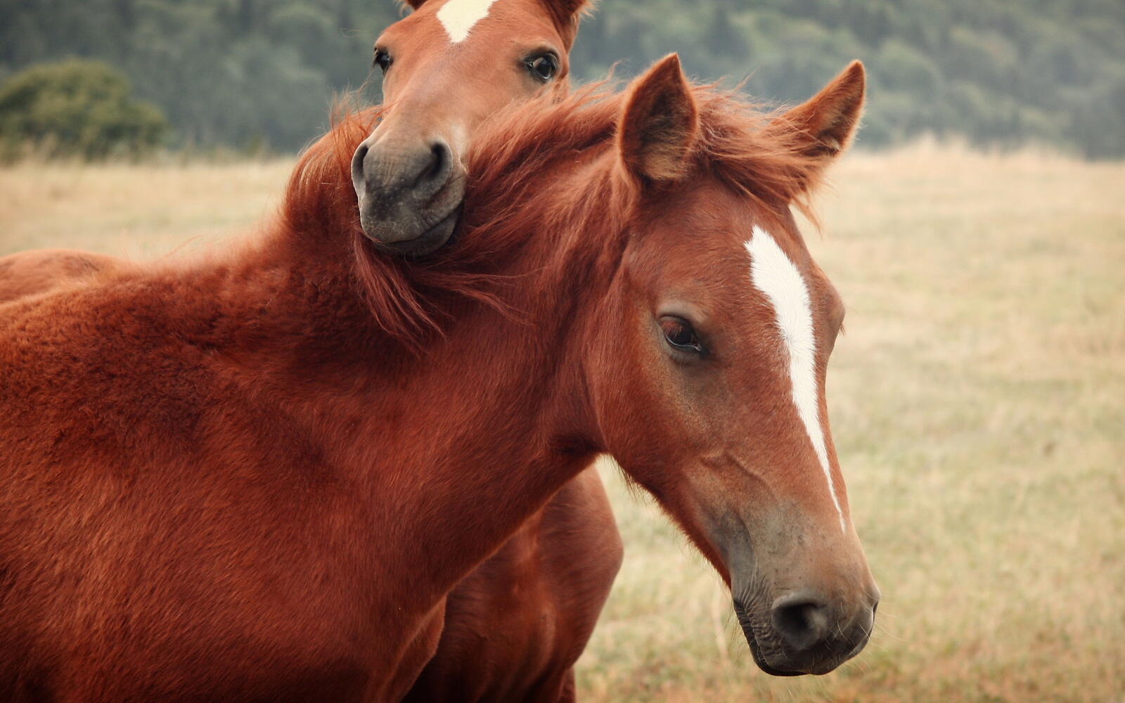 Обои две лошади лошадь конь на рабочий стол