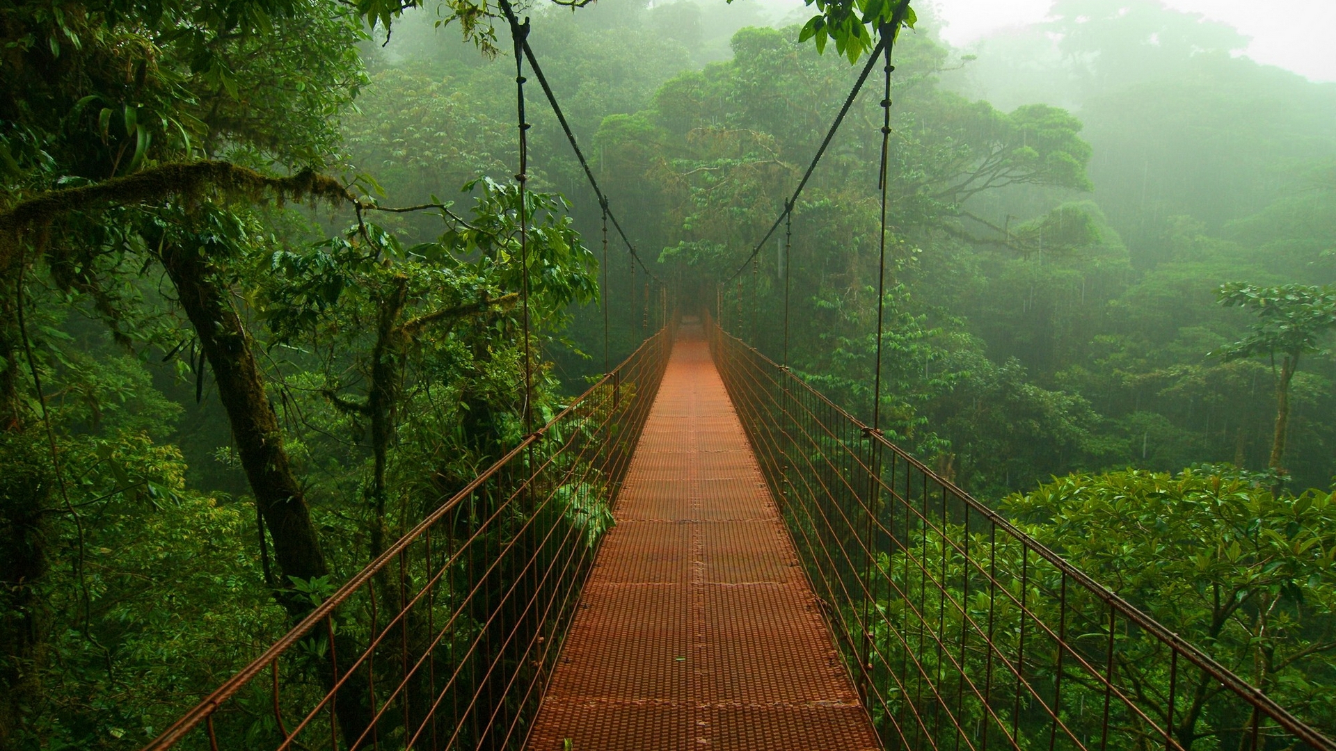 Обои мост джунгли амазонка на рабочий стол