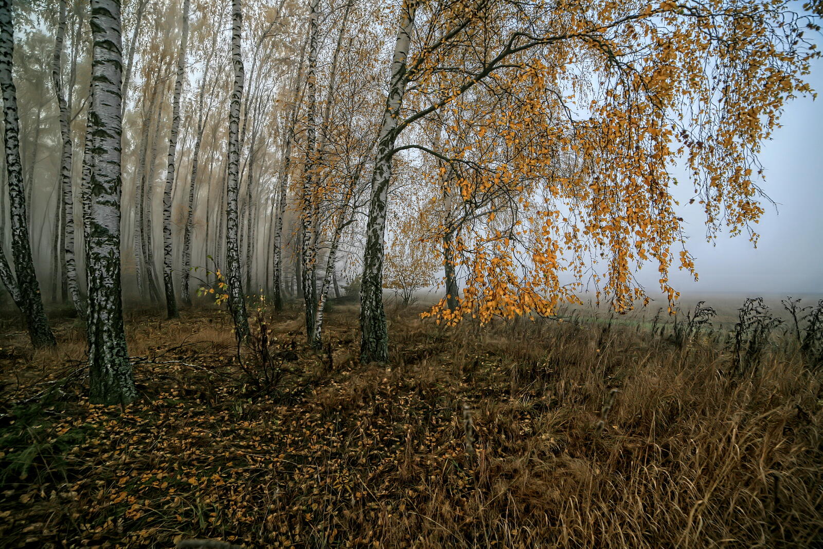 Wallpapers autumn field trees on the desktop