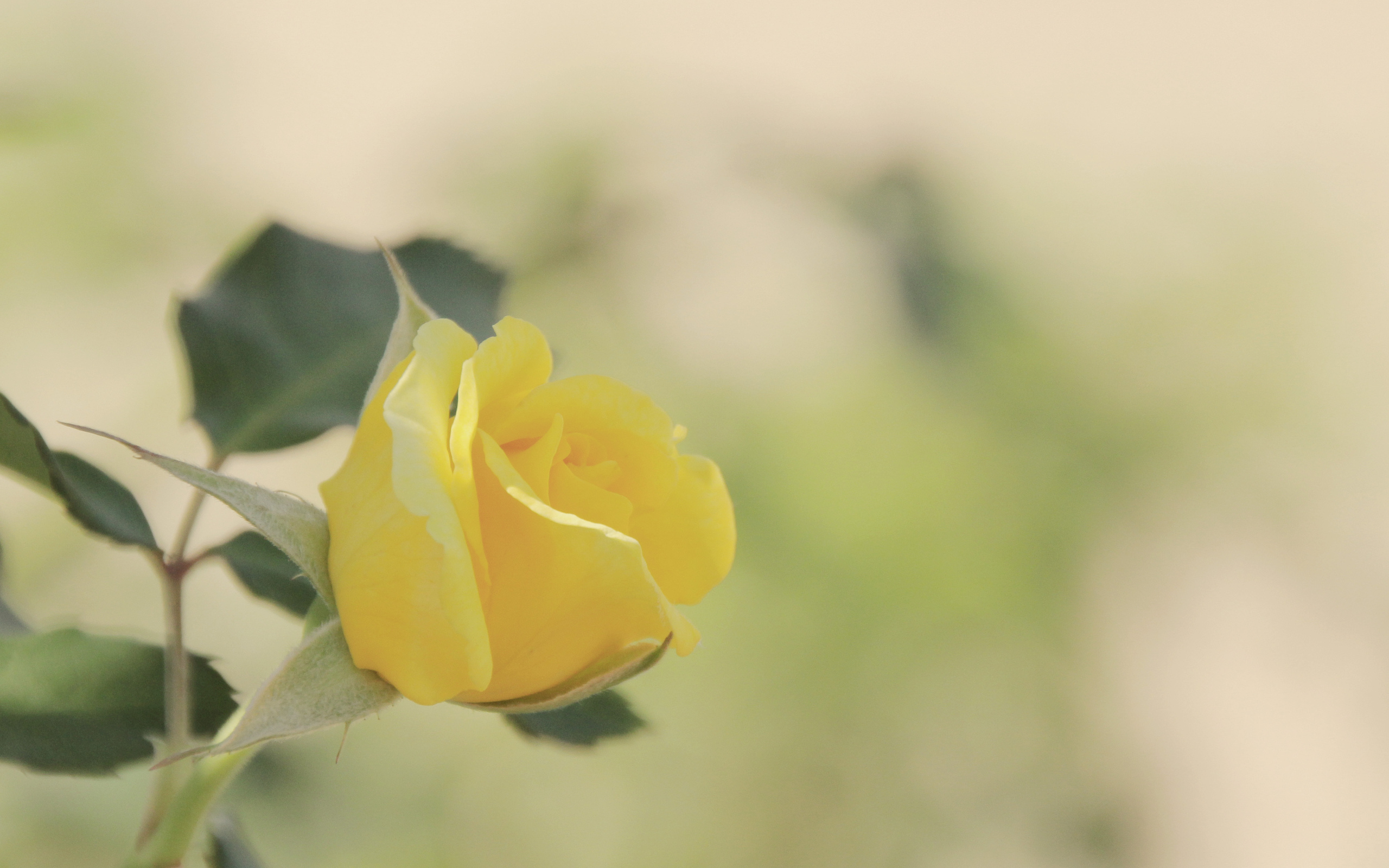 桌面上的壁纸玫瑰 黄的 花瓣