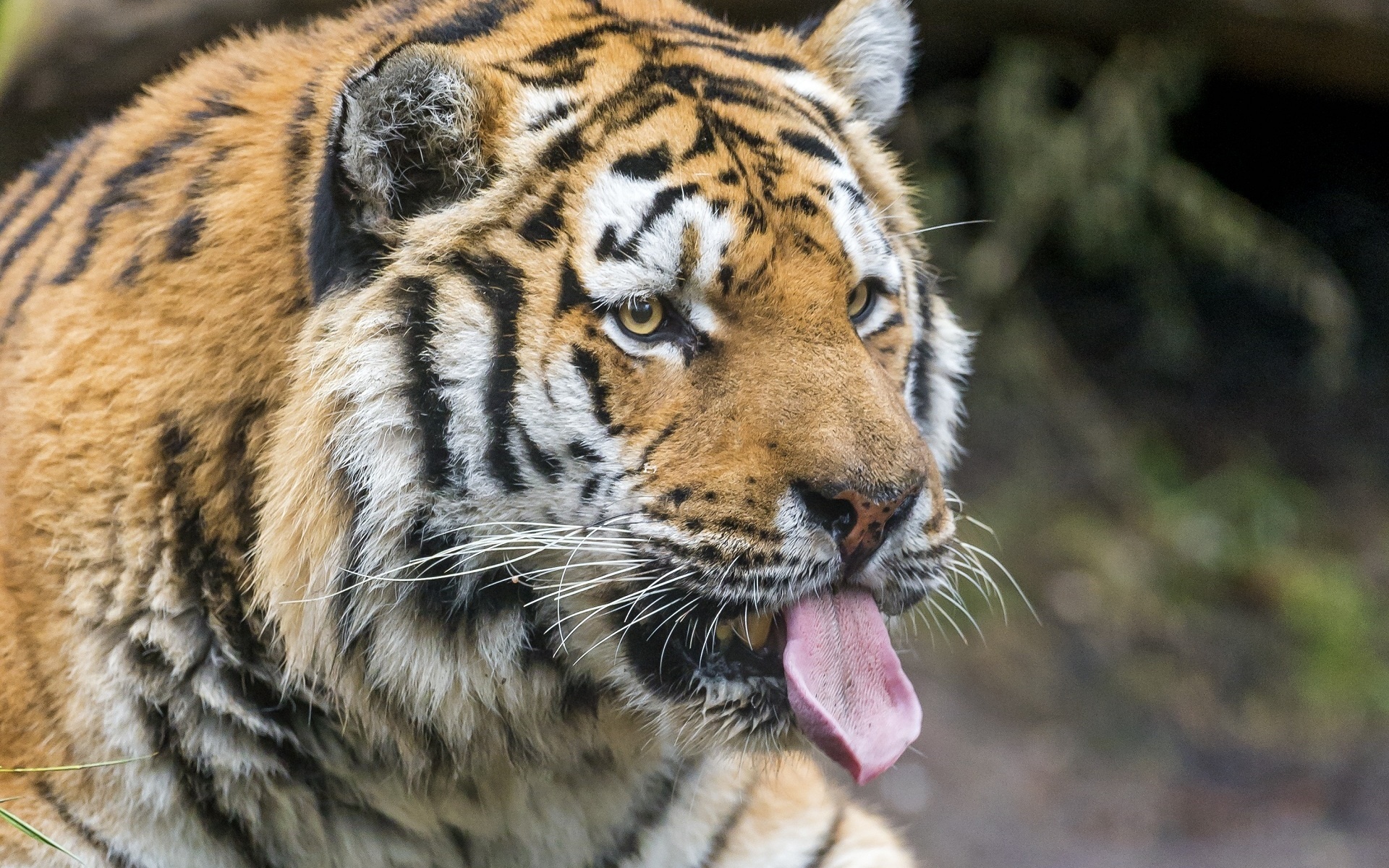 Фото бесплатно тигр, полосатый, морда