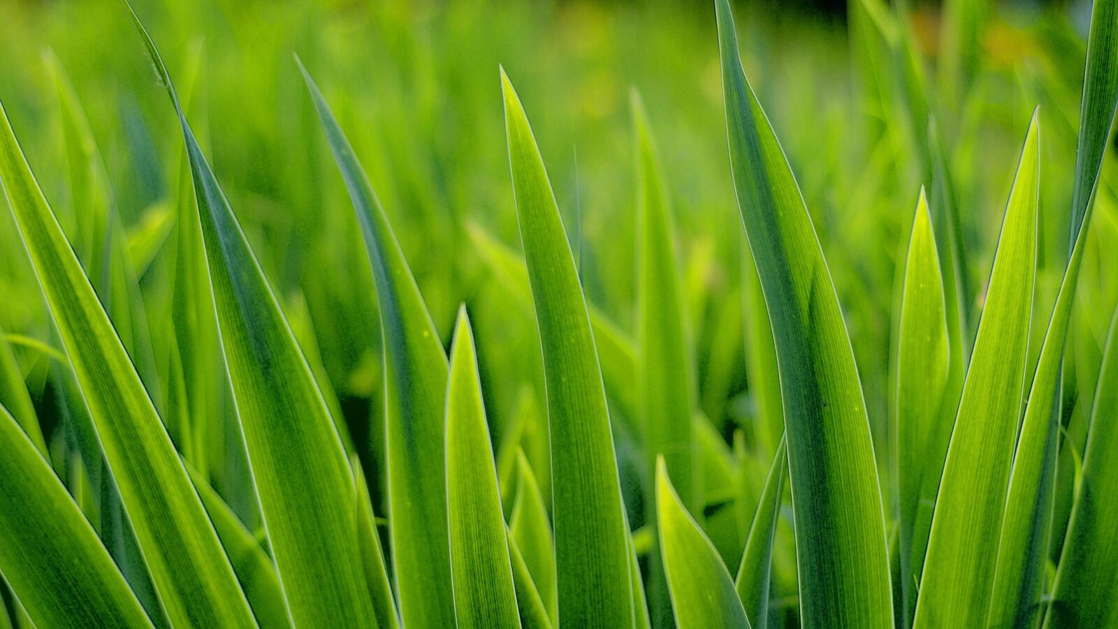 Wallpapers grass many leaves on the desktop