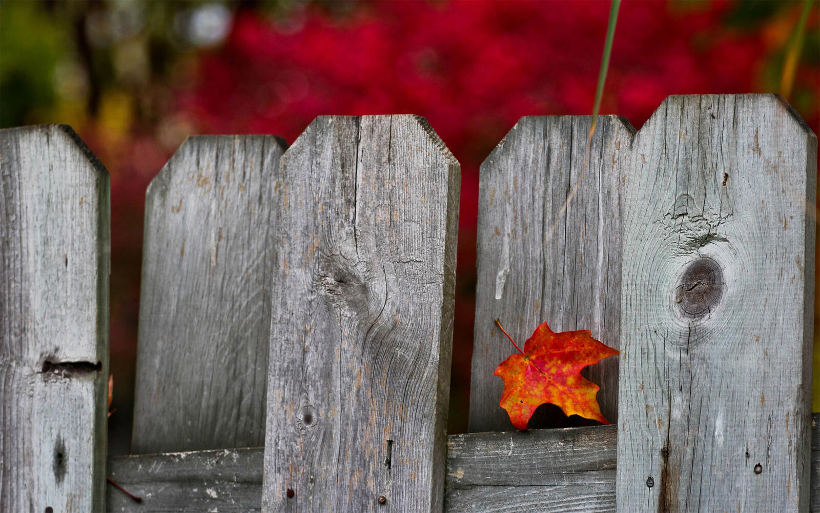 桌面上的壁纸篱笆 片材 秋季