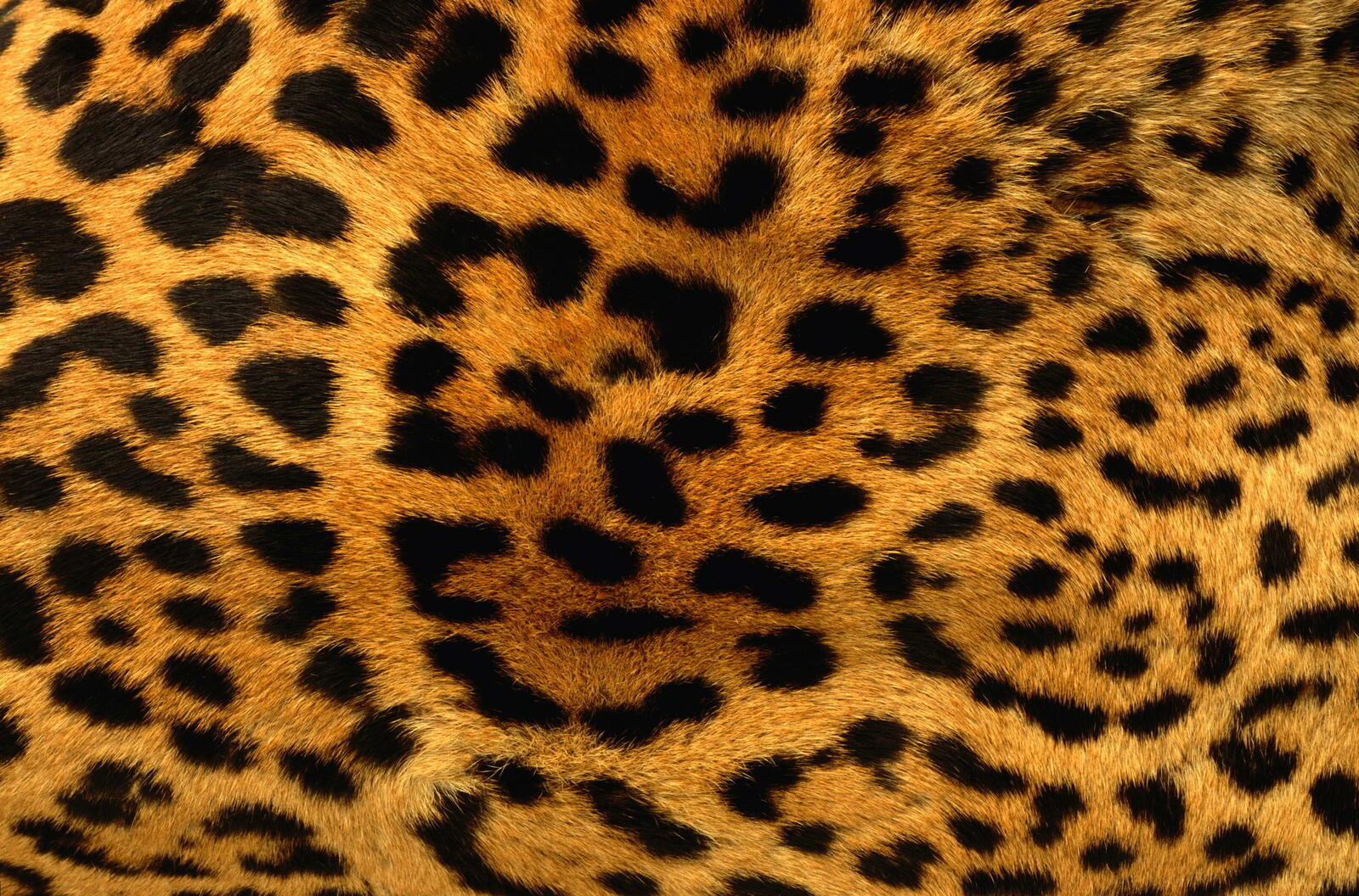 Wallpapers fur leopard spots black on the desktop
