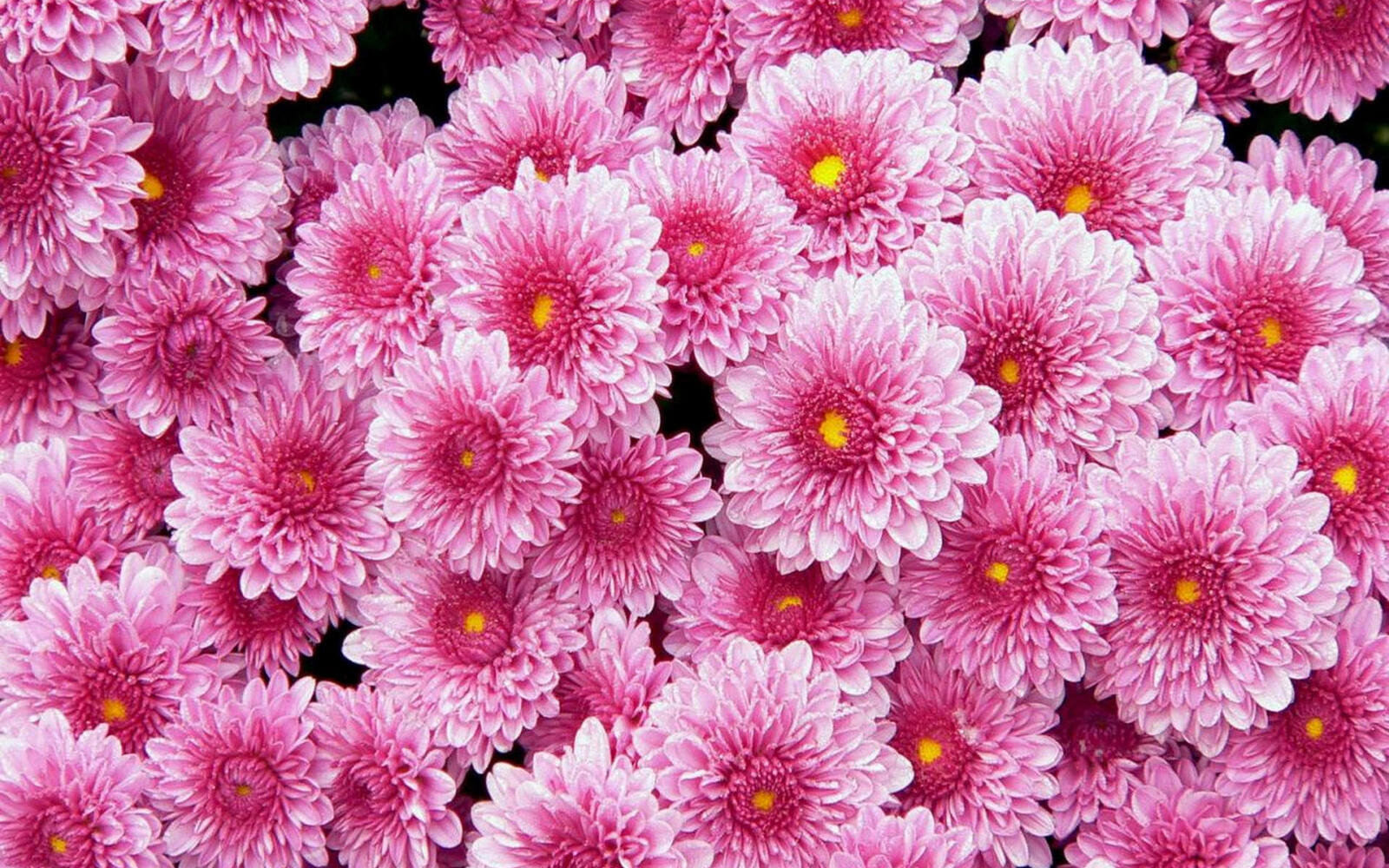 Wallpapers chrysanthemum many pink on the desktop