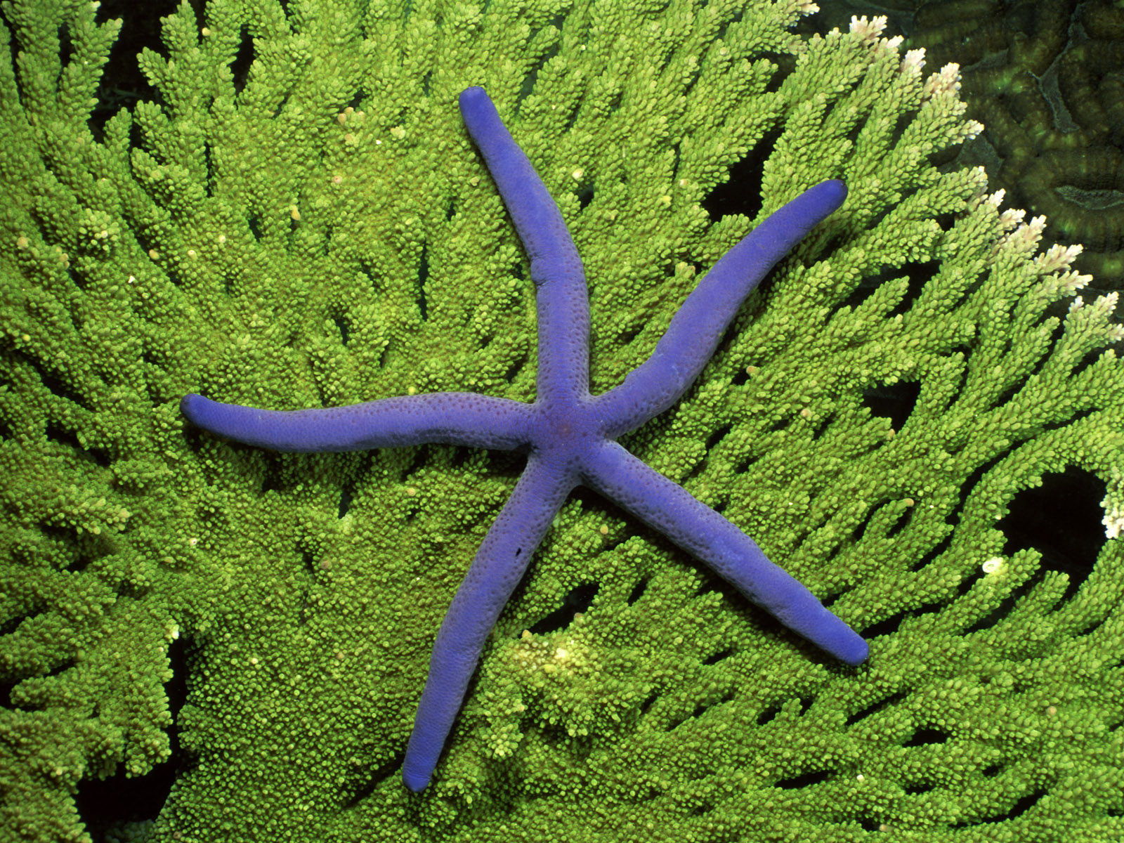 Фото бесплатно коралл, зеленый, дно