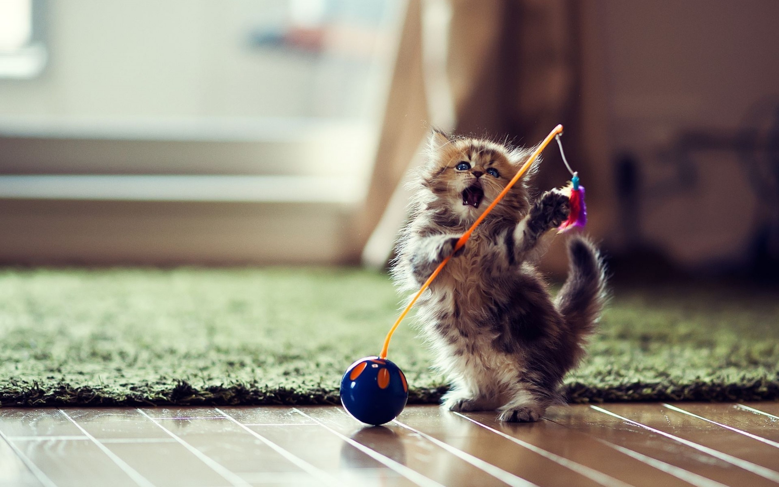 Кот с мягкой игрушкой без смс