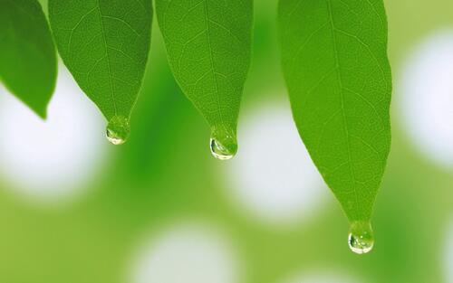 Raindrops hang from the tips of green leaves
