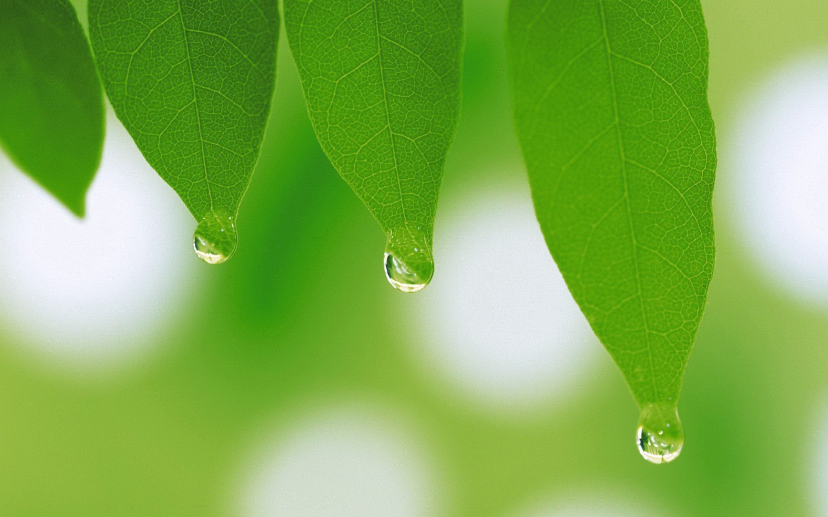 Free photo Raindrops hang from the tips of green leaves