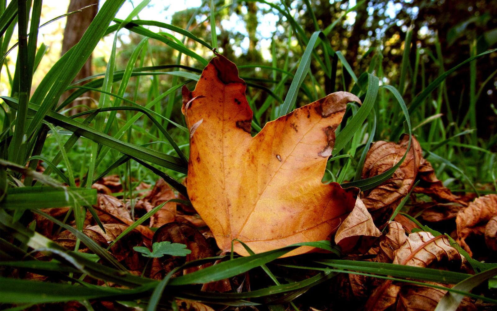Wallpapers leaves grass autumn on the desktop