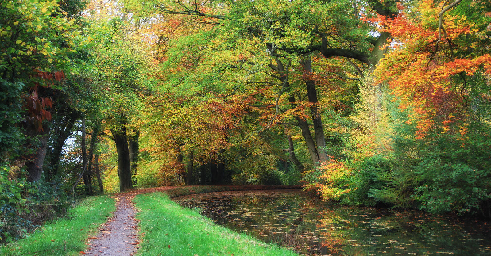Wallpapers trees forest canal on the desktop