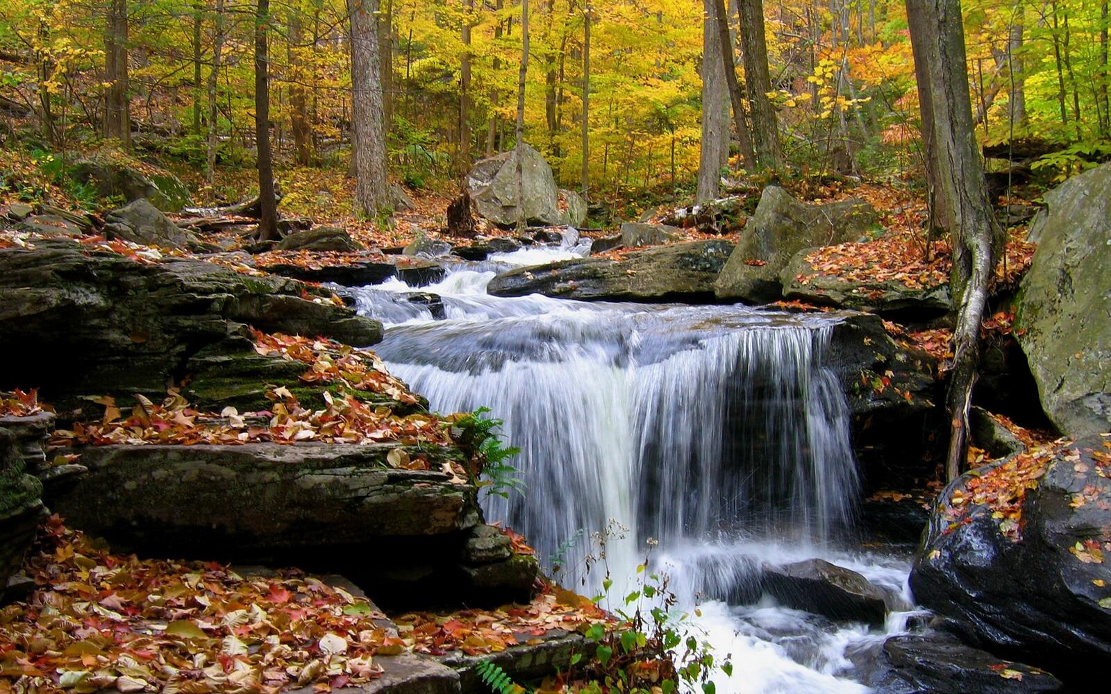 Wallpapers autumn forest stream on the desktop