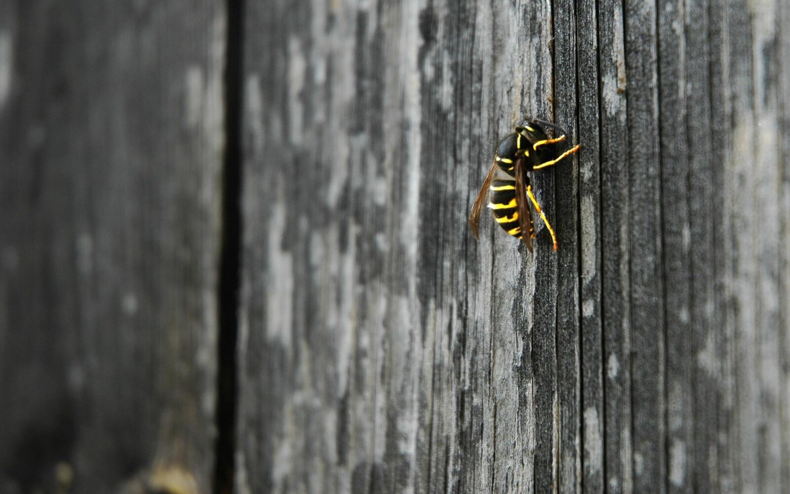 桌面上的壁纸蜜蜂 爬行 爪子