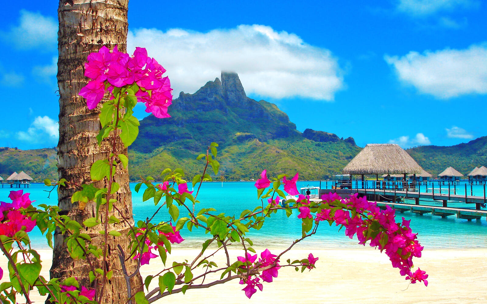 Wallpapers flowers landscapes beach on the desktop
