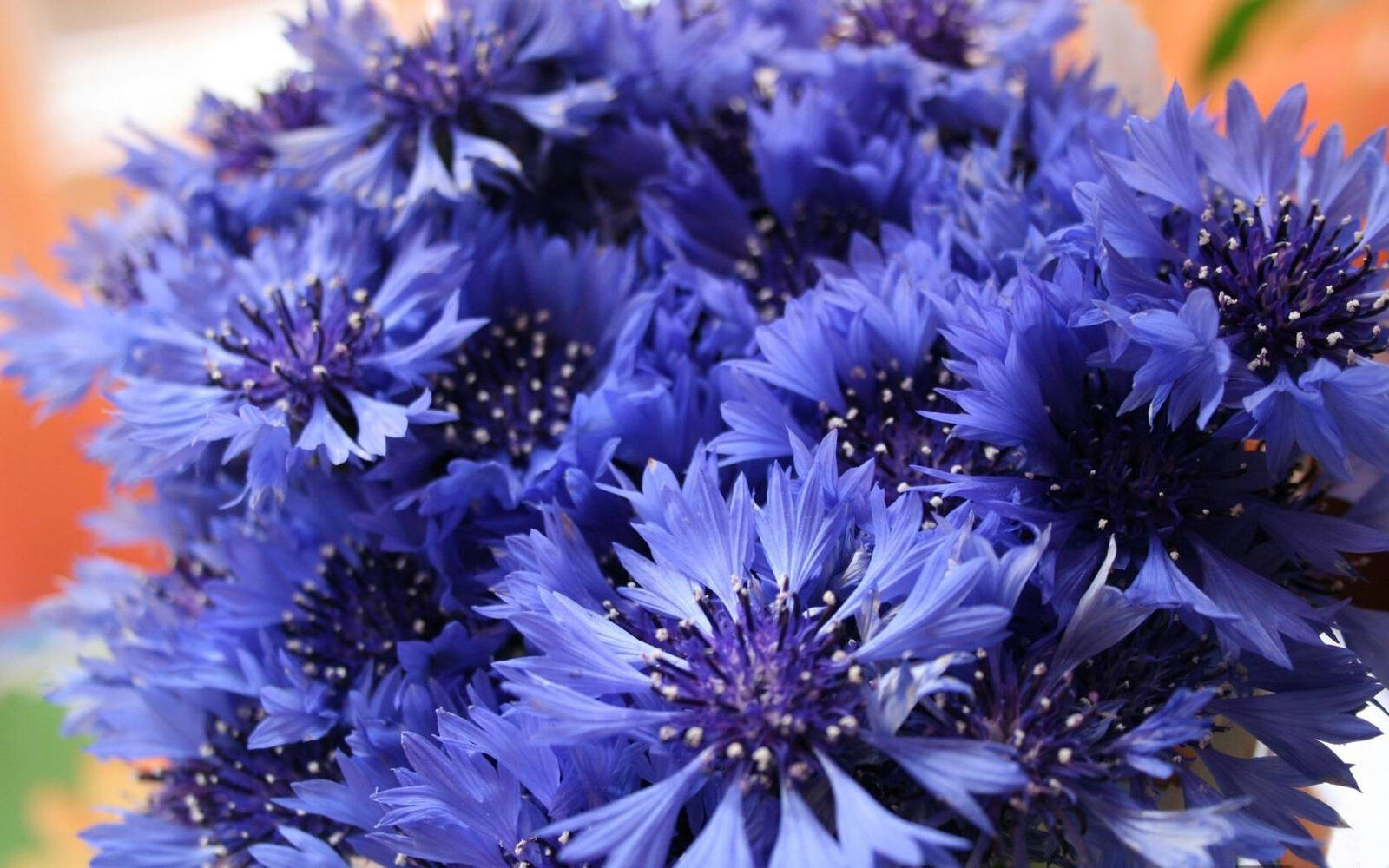 Wallpapers cornflowers blue petals on the desktop