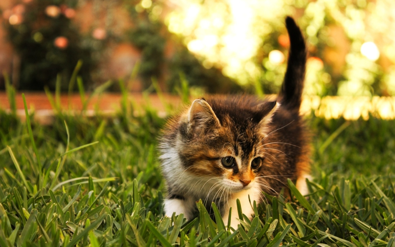 Wallpapers kitten playing on the grass on the desktop