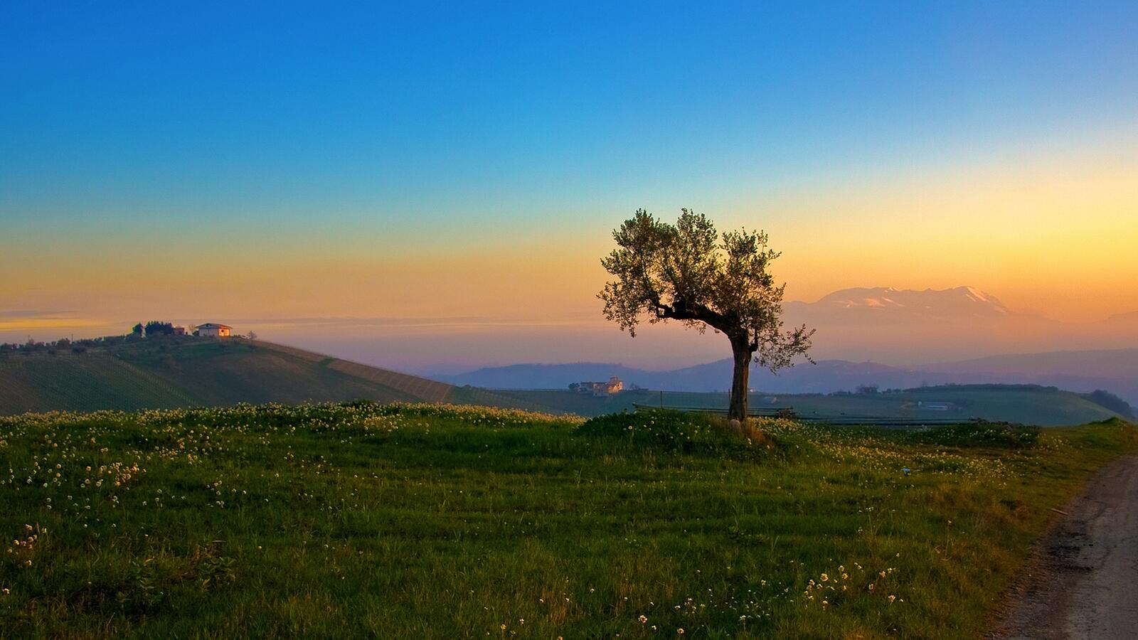 Wallpapers lone tree hill landscapes on the desktop