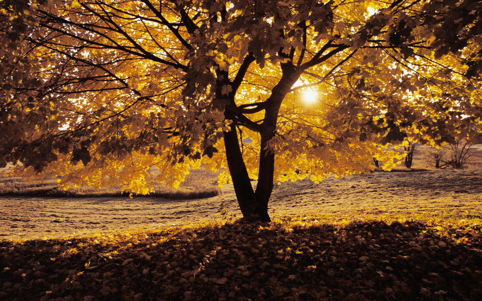 Wallpapers autumn leaves cold on the desktop