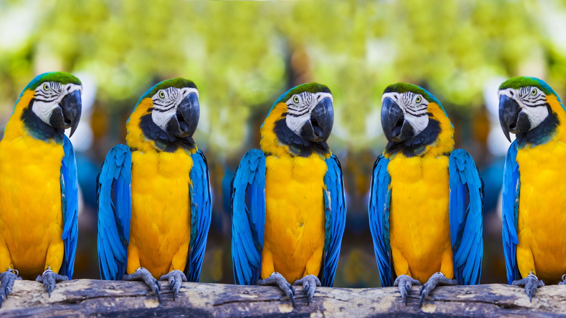 Wallpapers parrots blue yellow on the desktop