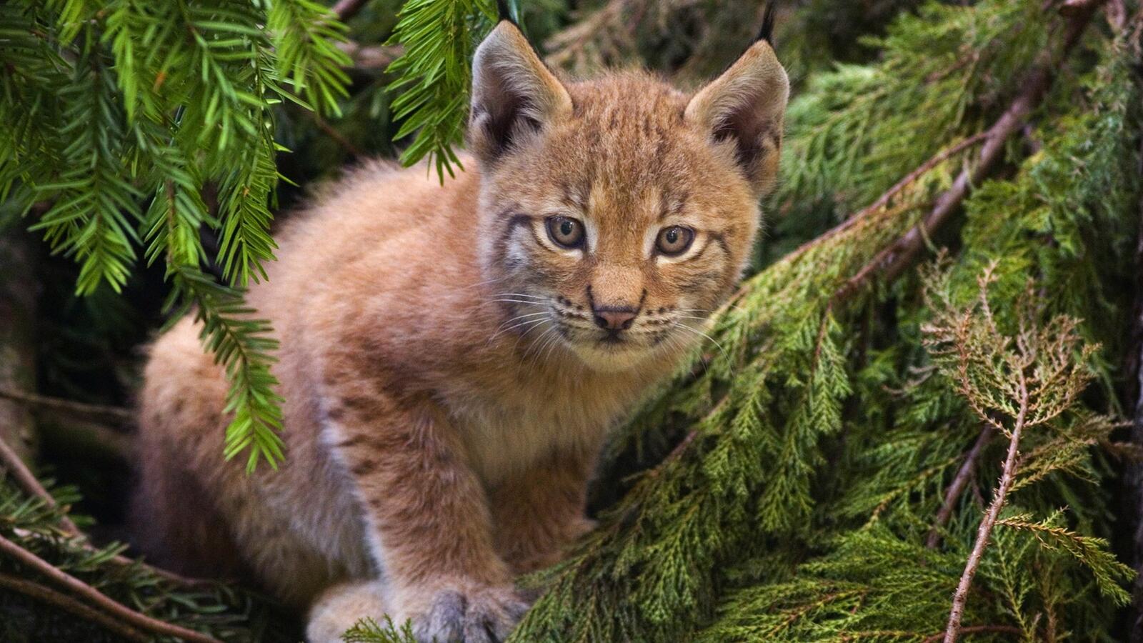 Wallpapers lynx young muzzle on the desktop